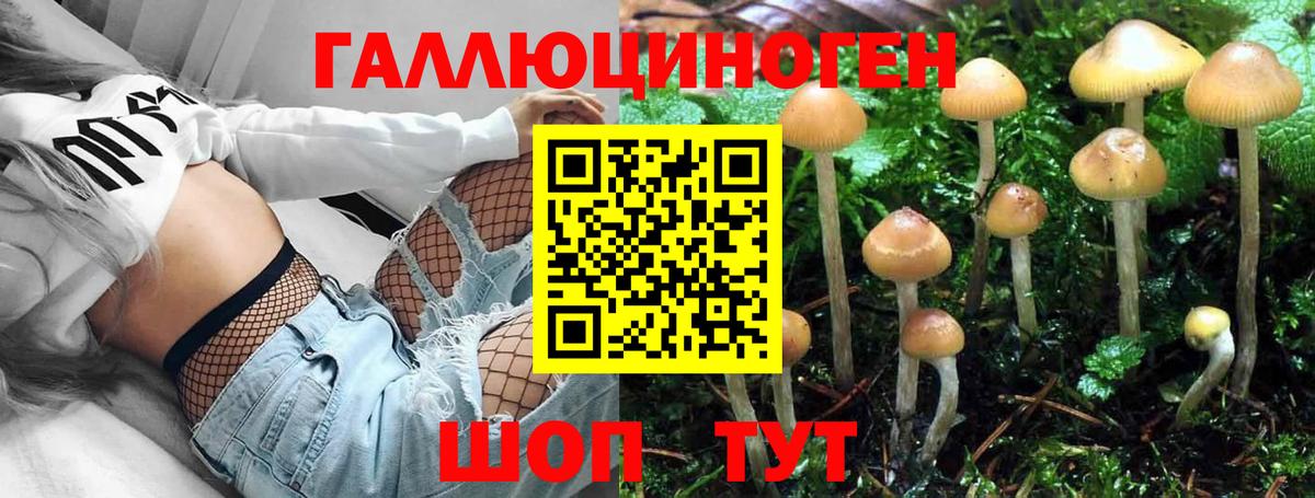 Псилоцибиновые грибы Psilocybine cubensis Карталы